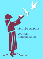 St. Francis Sanctuary and Wildlife Rehabilitation