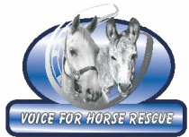 Voice For Horses Rescue Network